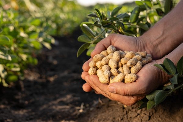 Mars investește 5 milioane USD în cercetare agricolă pentru protejarea lanțului global de aprovizionare cu arahide